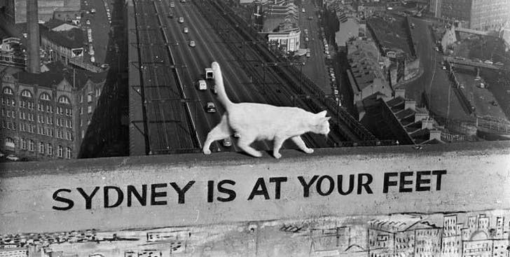 Câu chuyện về 2 chú mèo trắng từng bá chủ trên cầu cảng Sydney hơn 50 năm trước