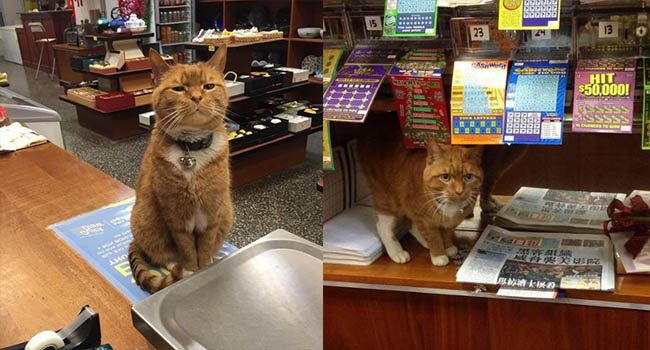 ‘Ông chú’ bốn chân có thâm niên trông tiệm tạp hóa đến 10 năm, là đối thủ đáng gờm của nhiều nhân viên khác