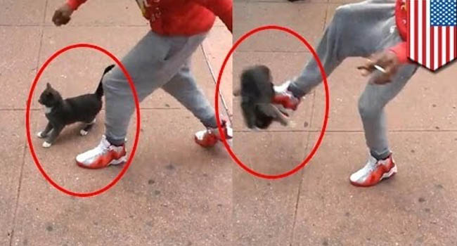 ‘Ngứa chân’ đá chú mèo đang sưởi nắng xuống sông, gã đàn ông bị cư dân mạng lên án kịch liệt