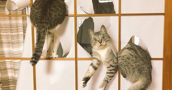 Ảnh: Khoảnh khắc hết hồn của boss chó mèo khi đang phá phách thì sen đột ngột về nhà