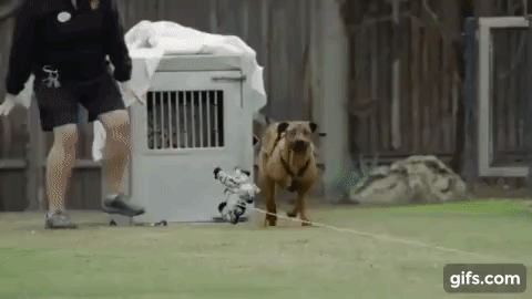 Tình bạn nảy sinh với hai giống loài vô cùng đặc biệt, Chó và Báo 6