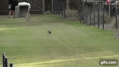 Tình bạn nảy sinh với hai giống loài vô cùng đặc biệt, Chó và Báo 7