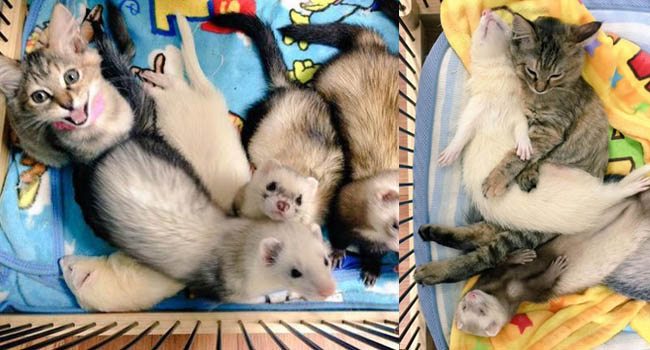 Cô mèo nghĩ mình là... chồn sương vì được chúng nhận nuôi từ bé