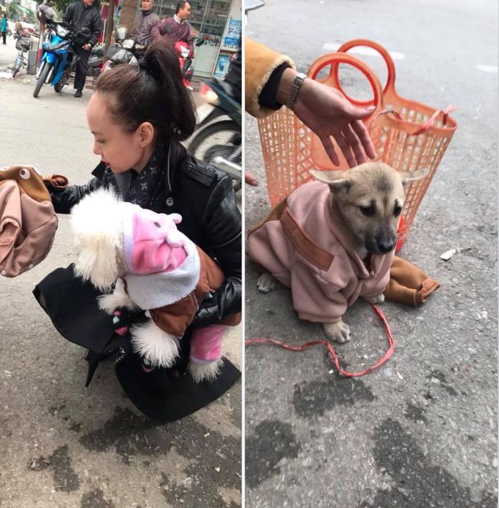 Câu hỏi nhức nhối: 'Là chó ta không được yêu thương bằng các bạn chó cảnh sao mọi người?'