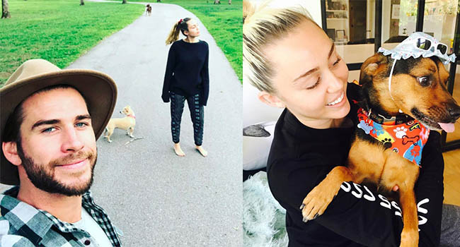 Miley Cyrus đặt tên mới cho Liam sau khi anh cứu được 7 con chó, 4 con ngựa, 2 con lợn và 3 con mèo