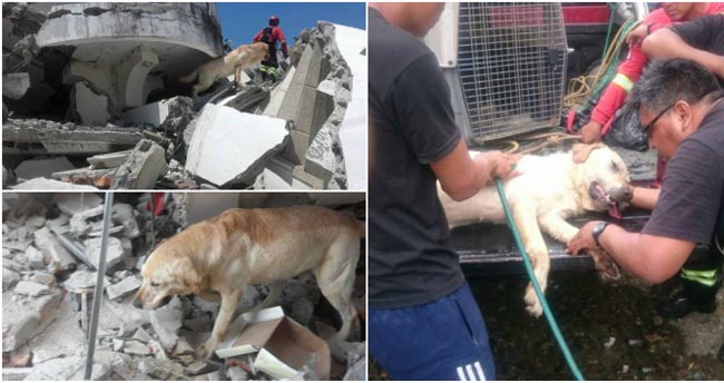 Tận tuỵ lùng sục đống đổ nát cứu 7 mạng người sau trận động đất, chú chó anh hùng gục chết vì kiệt sức