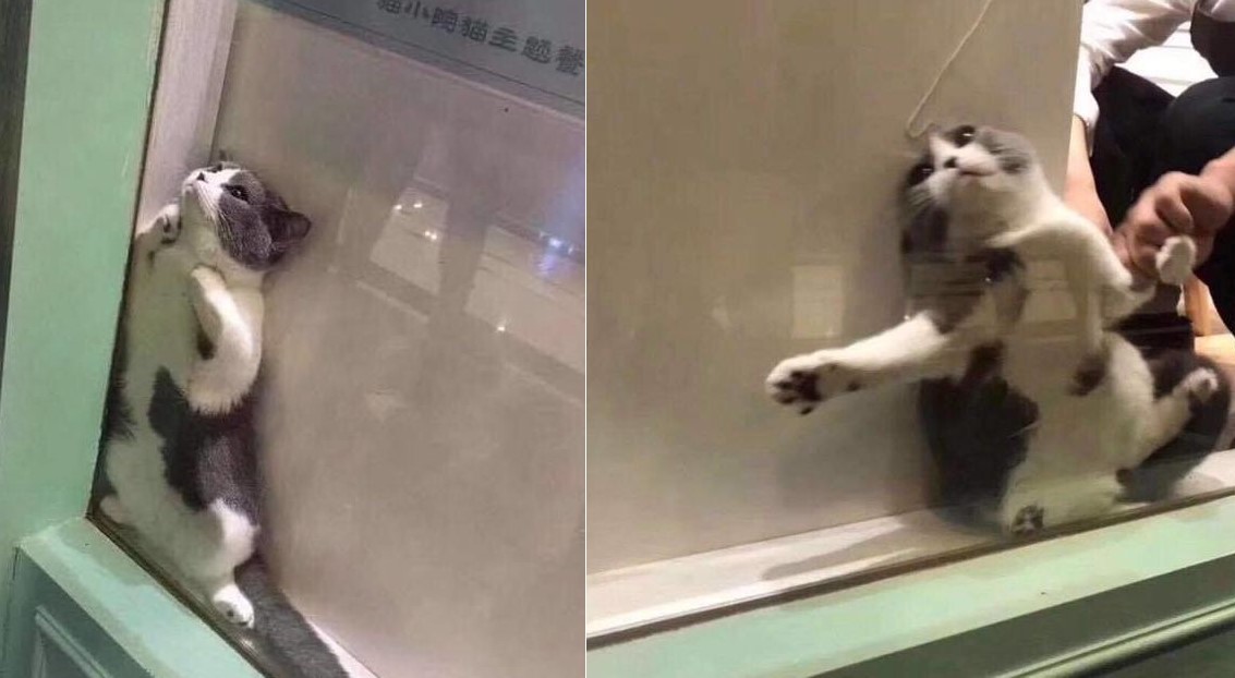 Cái khe hạnh phúc: Vừa ấm, vừa chật thế nên chú mèo ú nhất quyết không chịu ra!