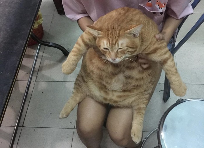 Dù 8kg rồi vẫn đòi ăn, núng nính thế này qua tết thì bao nhiêu cân đây hả ú