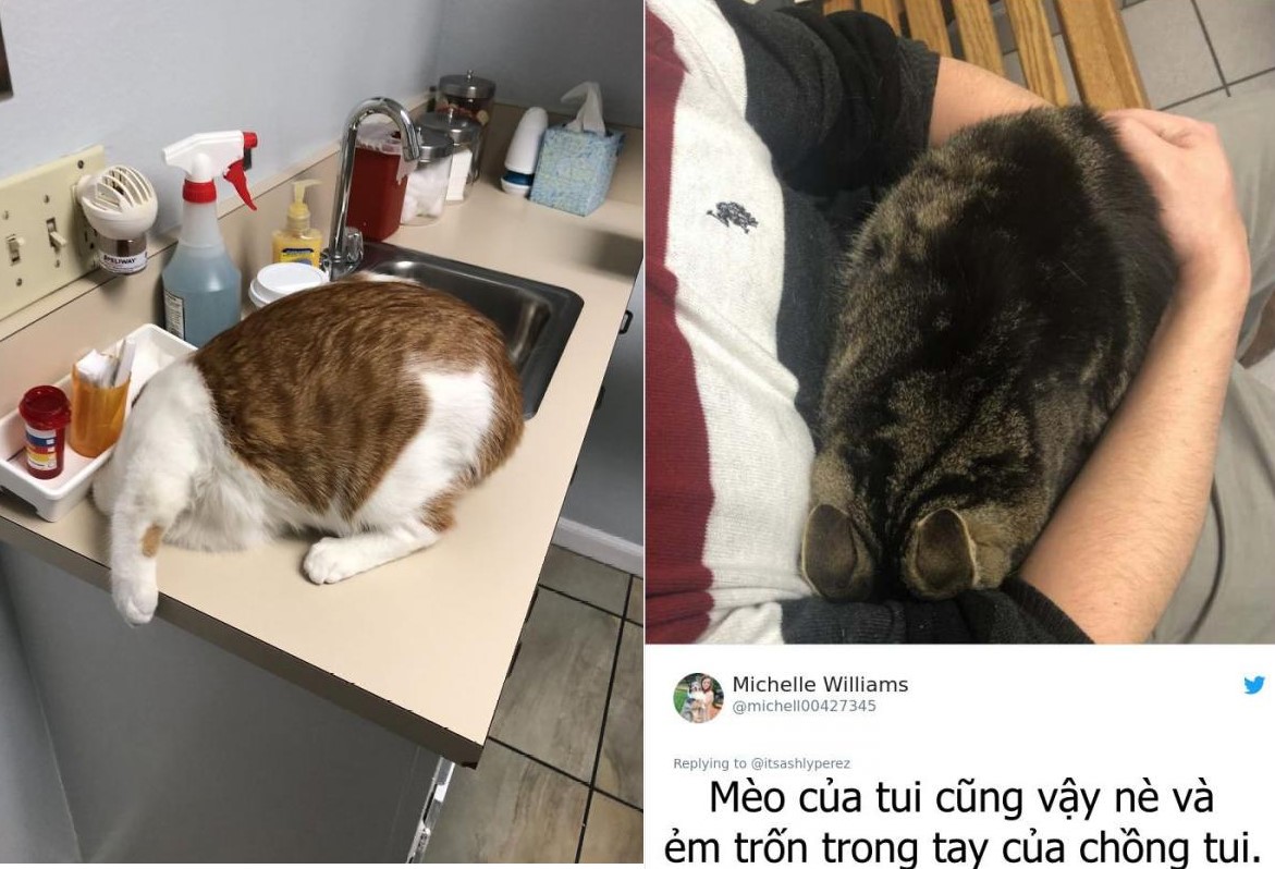 Tổng hợp những biểu cảm cực hài của các Hoàng Thượng khi đến bác sĩ thú ý