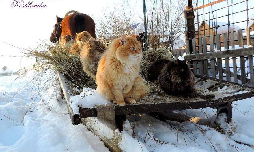 Cư dân bất hợp pháp xâm chiếm tưởng đâu lại giúp ích cho người nông dân