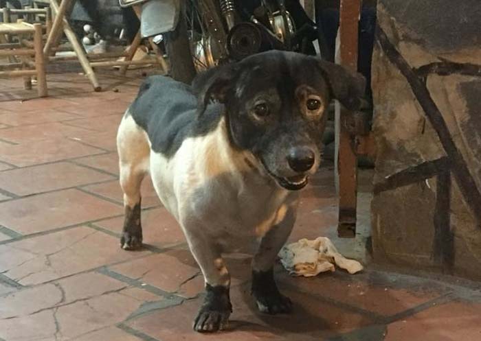 Hài hước chú chó với bộ lông tắm trắng lỗi, như thể đang làm dở thì hết tiền vậy