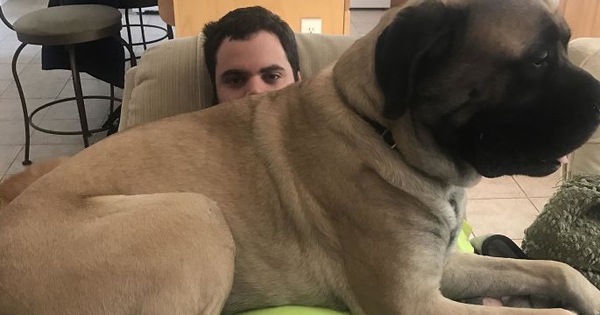 15 chú chó to xác nhưng vẫn cứ thích ngồi lên đùi của chủ