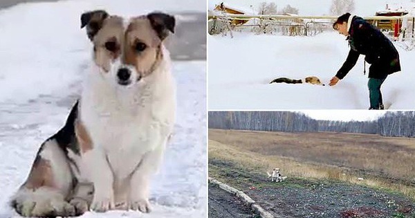 Chú chó Hachiko của nước Nga: Suốt nửa năm ngồi đợi chủ trong cái lạnh âm 30 độ C