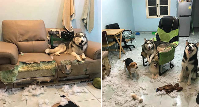 Kiếp Sen đáng thương: Boss đã quậy nát căn phòng mà còn có thái độ như thế này đây!