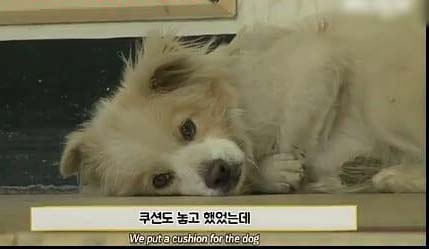 Chú chó hoang ngủ gật ở cầu thang chờ đợi tình thương hơi ấm của người qua đường