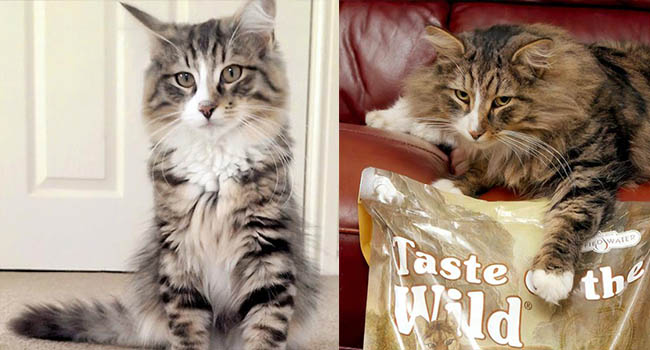 Chú mèo ‘đi bụi’ 14 tháng được tìm thấy đang ‘phè phỡn’ tại nhà máy sản xuất thức ăn thú cưng