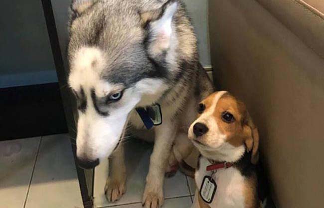 Không biết khóc hay cười với hai chú chó đáng yêu khi bị phạt vì tội bầy bừa