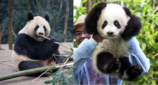 Malaysia buộc phải trả lại gấu trúc cho Trung Quốc vì tiền thuê và chi phí bảo hiểm quá đắt