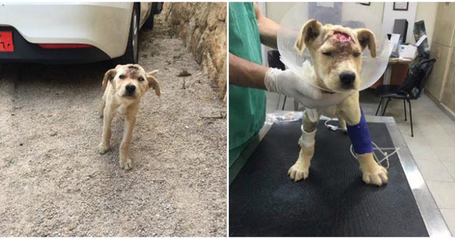 Bị đám trẻ con nghịch ngợm bắn 12 viên đạn súng hơi vào đầu, chú chó nhỏ vẫn sống sót đầy kỳ tích