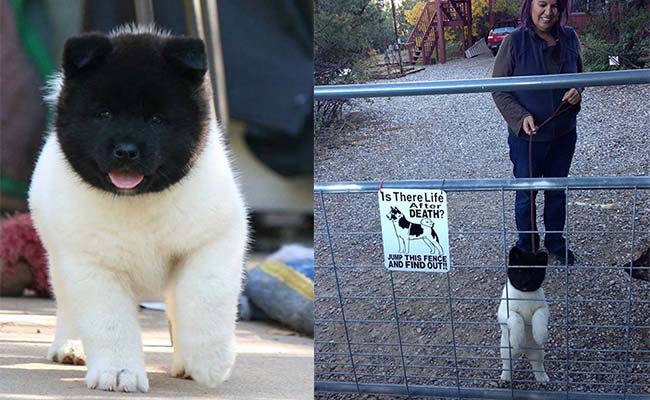 Cưng độc lạ em chó Akita “bao công” thân trắng muốt mà mặt như “úp vào lò than”