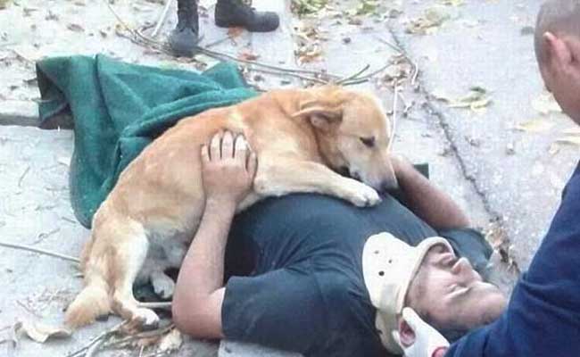 Chủ bị ngã cây bất tỉnh, chú chó trung thành nhất quyết không rời nửa bước