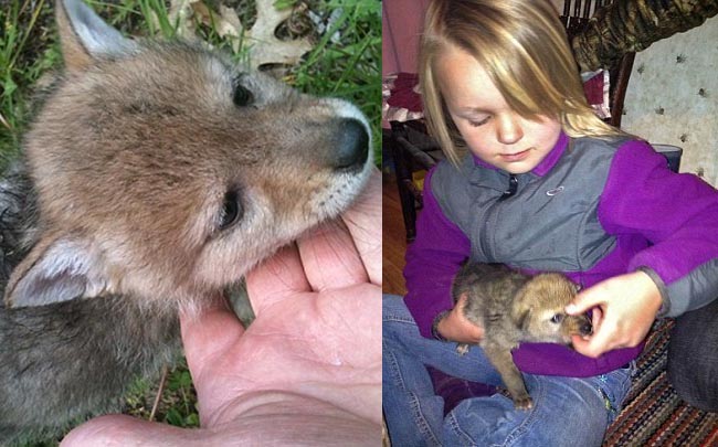 Bé gái mừng rỡ khi cha mang về 1 chú cún đáng yêu, nhưng càng lớn lên, dáng dấp của nó càng khác thường