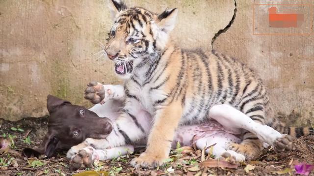 Chú hổ không mẹ và tình cảm ấm áp với chú chó con