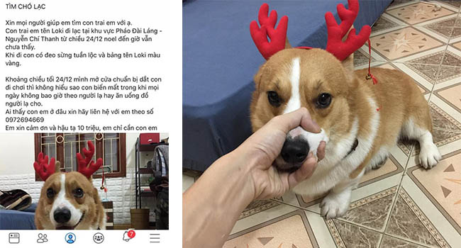 Bị người yêu đá, thanh niên cay cú trộm chó cưng đắt tiền của bạn gái mang đi bán lấy 10 triệu tiêu xài