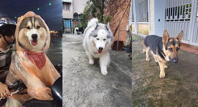 Điểm mặt dàn “hot boy – hot girl” cún cưng khiến dân mạng đứng ngồi không yên