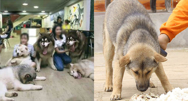 “Buộc tội” người khác coi chó mèo hơn đứa bé sau 1 sự cố, bà mẹ trẻ khiến CĐM “dậy sóng”