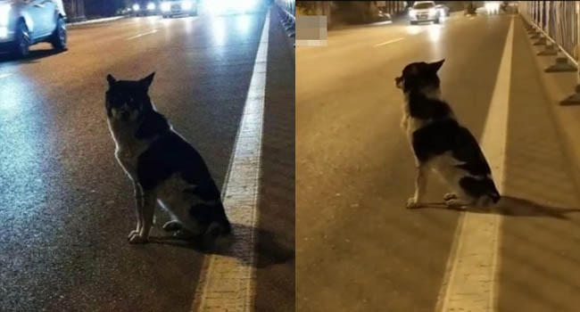 Cảm động câu chuyện chú chó trung thành ngồi đợi suốt 80 ngày tại nơi cô chủ thiệt mạng