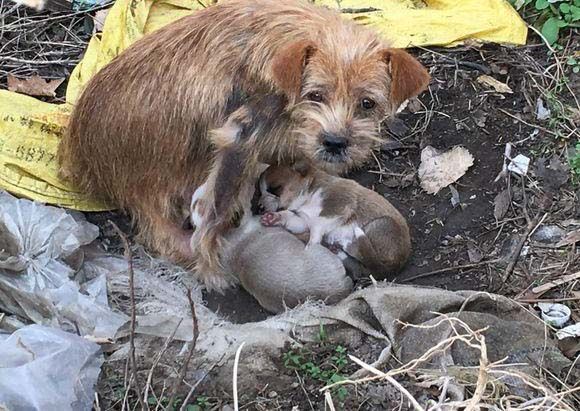Ám ảnh với ánh mắt ‘Làm ơn hãy nuôi những đứa con tôi’ của chó mẹ lang thang