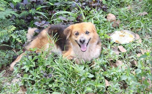 Chú chó trung thành ngồi 7 tháng ngoài vỉa hè đợi chủ và cái kết ấm lòng