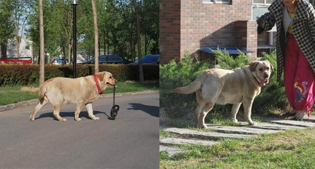 Câu chuyện cảm động về chú chó tự ngậm dây đi dạo bên chủ gây “sốt” MXH Trung Quốc