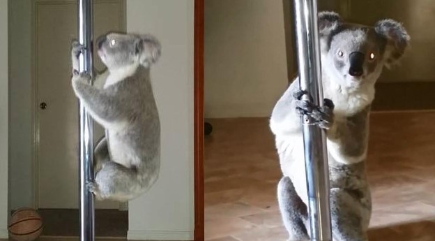 Hài hước chú gấu koala đột nhập vào nhà người dân để... múa cột