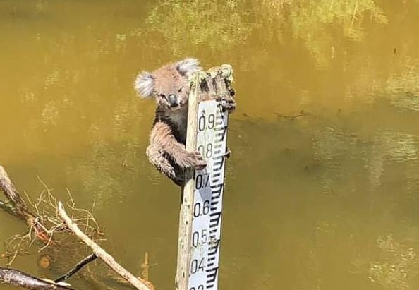 Chú gấu túi may mắn thoát chết nhờ sự giúp đỡ của 'hooman'