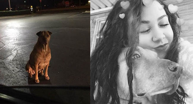 Cô chó với chiêu trò đánh tâm lý không nằm ngoài mục đích xin ăn khiến CĐM cười bò