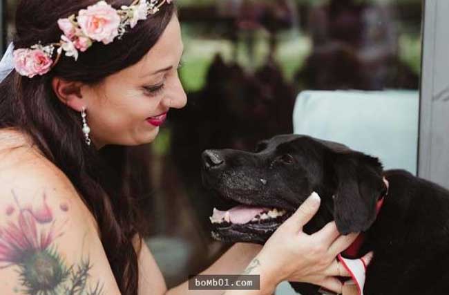 Chú chó Labrador 15 tuổi bị liệt do u não vẫn cố gắng tham dự hôn lễ của cô chủ