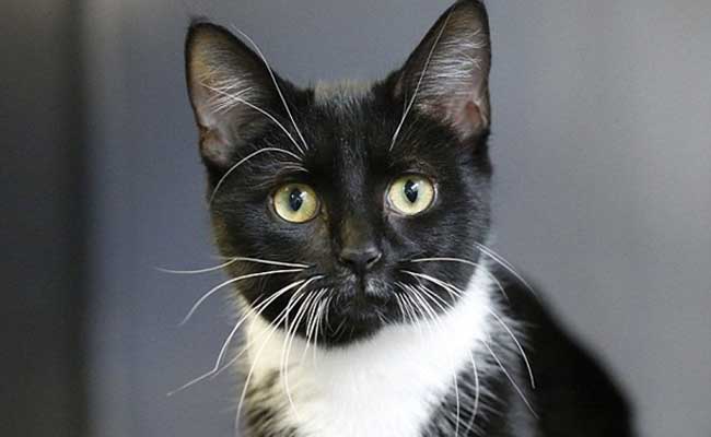 Bị nghi là “Gay”, chú mèo bị chủ nhân bỏ rơi sau 7 năm gắn bó