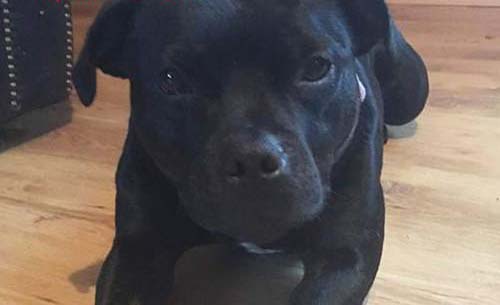 Chú chó trung thành tấn công kẻ hiếp dâm để bảo vệ cô chủ