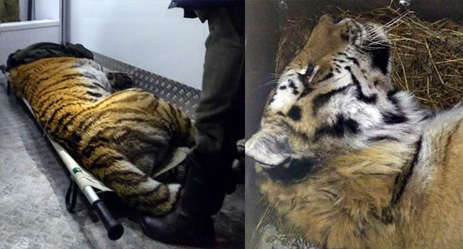 Chú hổ bị thương tuyệt vọng tìm đến sự giúp đỡ của con người