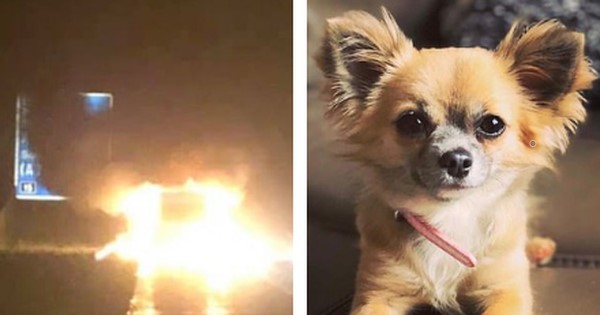 Tưởng chủ nhân vẫn còn kẹt trong xe tải bốc cháy, chú chó nhảy vào cứu thì chiếc xe phát nổ