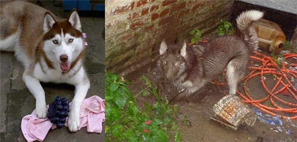 “Hài hước” Không quậy banh nhà thì Husky sẽ làm gì bây giờ!!!