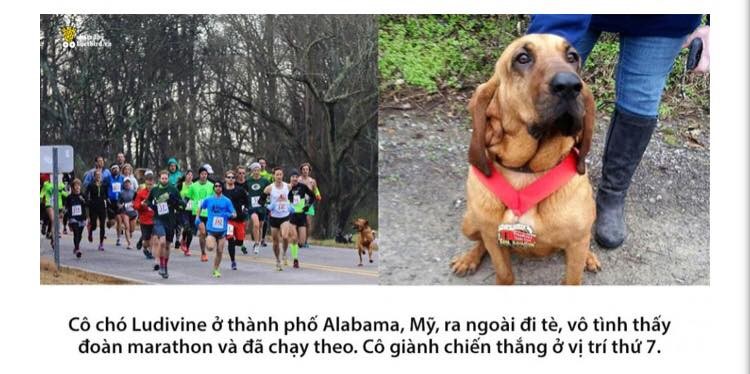 Mỹ: Chú Chó Ludivine vô tình chạy marathon 21km, giành vị trí thứ 7