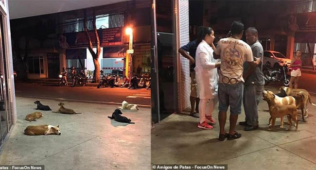 Xúc động chuyện những ‘chú chó Hachiko’ của Brazil chờ chủ nhân nhiều ngày trước cổng bệnh viện