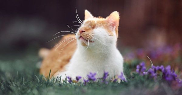 Chùm ảnh về chú mèo không mắt nhưng biết nhìn ngắm cuộc đời bằng cả trái tim