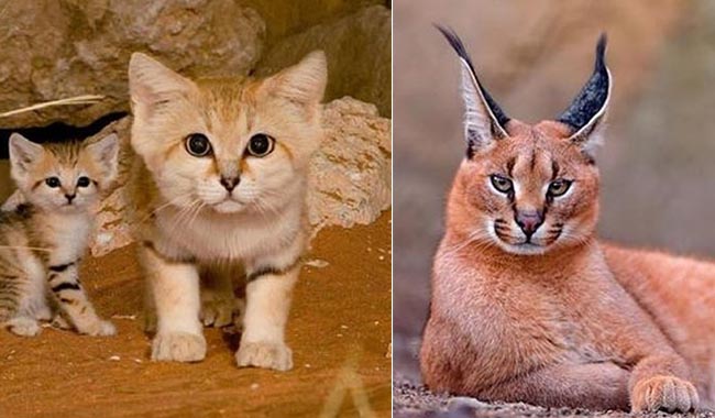 12 loài mèo siêu hiếm, siêu lạ, siêu đáng yêu có thể bạn chưa biết