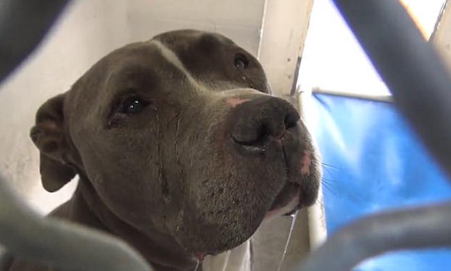 Bị chủ bỏ rơi, chú chó tội nghiệp bỏ ăn, không ngừng tìm kiếm chủ cũ rồi lặng lẽ khóc