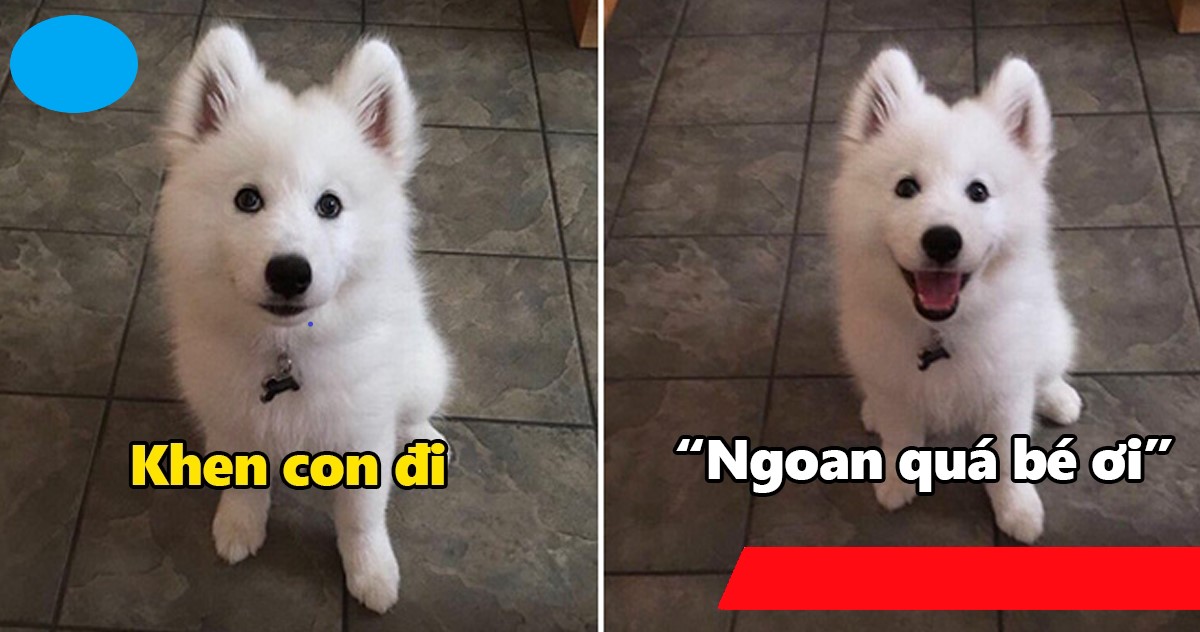 Tan chảy với thái độ của các "boss" khi được sen "cho phiếu bé ngoan"