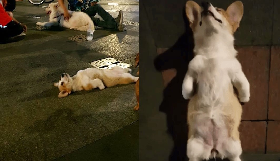 Cười lăn với nàng Corgi được phong thánh ngủ ngay trên phố Nguyễn Huệ
